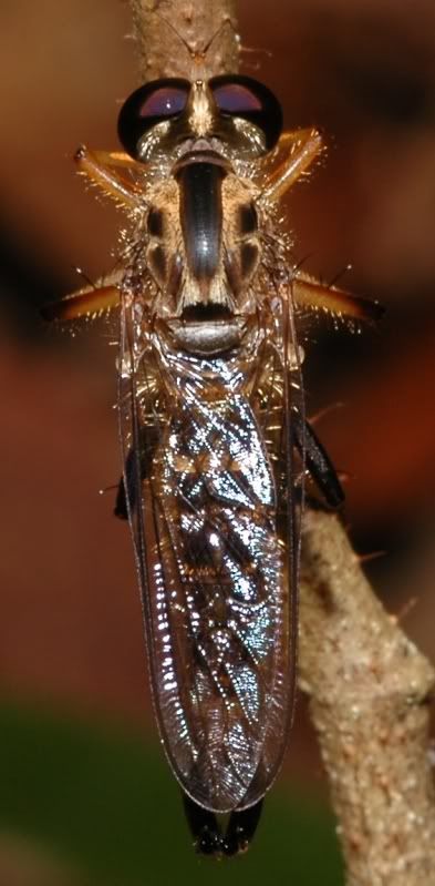 i82.photobucket.com/albums/j241/Insect_sg/LF/asilidae/02aNS2230105029robberfly.jpg