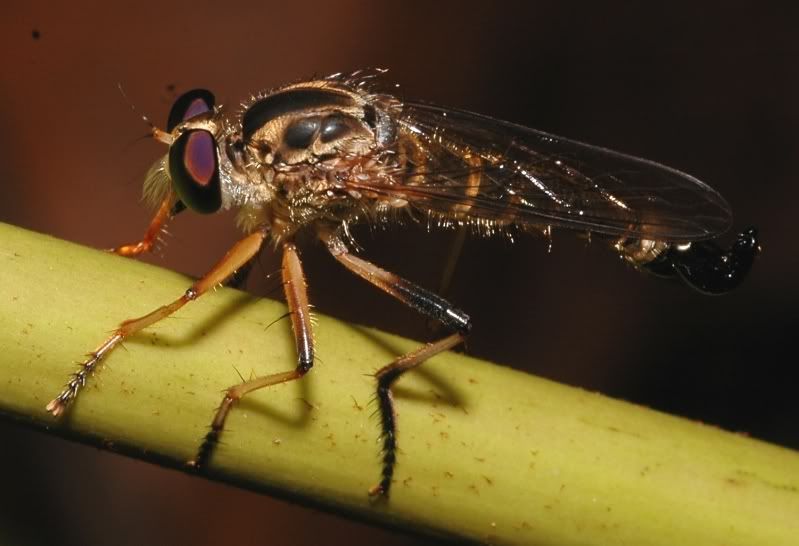 i82.photobucket.com/albums/j241/Insect_sg/LF/asilidae/02bNS215100555robberflythoraxblackstripe.jpg