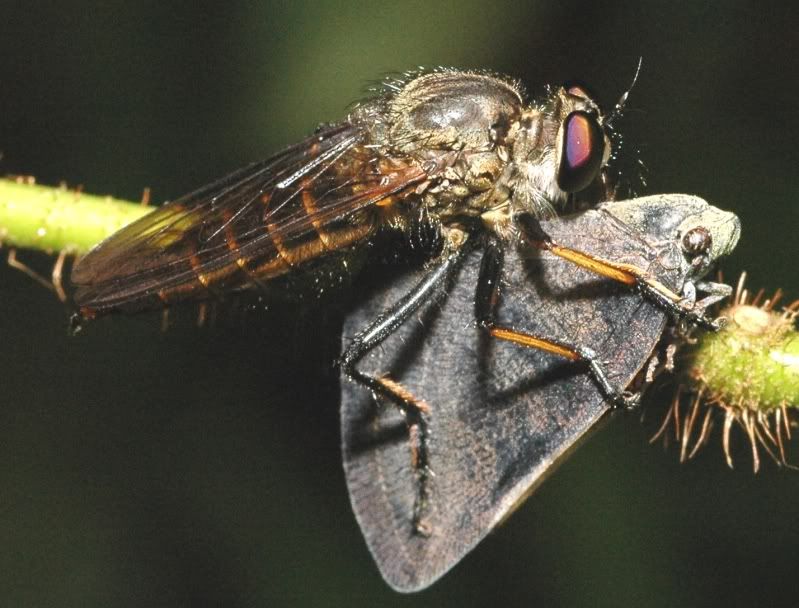 i82.photobucket.com/albums/j241/Insect_sg/LF/asilidae/03NS25090604robberfly.jpg