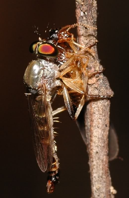 i82.photobucket.com/albums/j241/Insect_sg/LF/asilidae/05aNS222040606robberflyfeedtermite.jpg