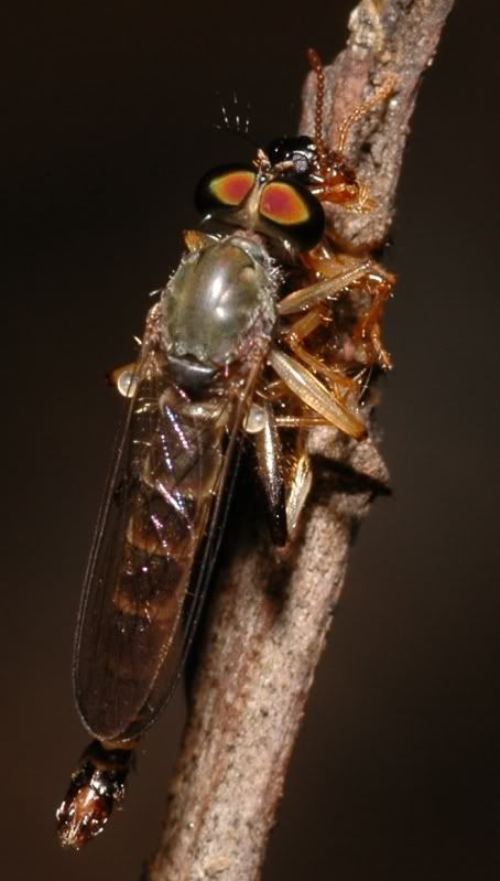 i82.photobucket.com/albums/j241/Insect_sg/LF/asilidae/05bNS222040608robberflyfeedtermite.jpg