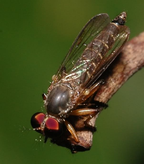 i82.photobucket.com/albums/j241/Insect_sg/LF/asilidae/05cPasoh18070537robberfly.jpg