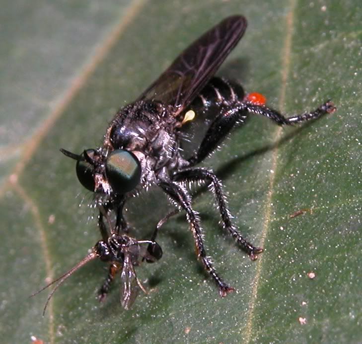 i82.photobucket.com/albums/j241/Insect_sg/LF/asilidae/08bSMR_ROBBER_FLY_WITH_PREY.jpg