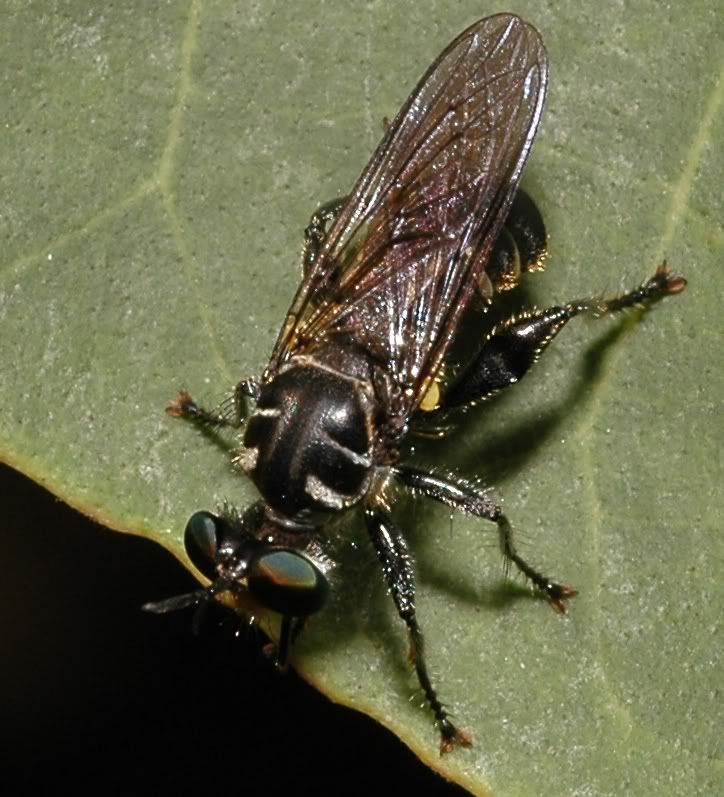 i82.photobucket.com/albums/j241/Insect_sg/LF/asilidae/10NoordinJun04_0031RobberFly.jpg