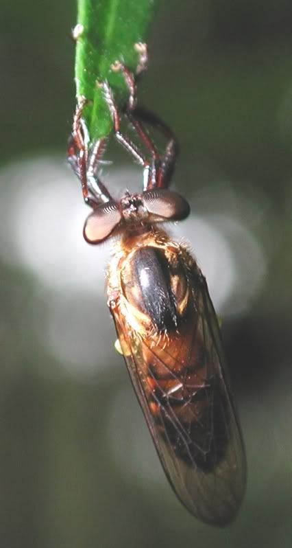 i82.photobucket.com/albums/j241/Insect_sg/LF/asilidae/15CatchmentPath_Hanging_Brown_Robber_Fly1.jpg