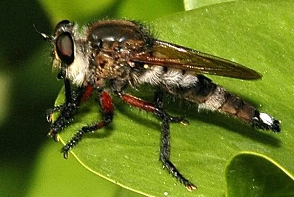 i82.photobucket.com/albums/j241/Insect_sg/LF/asilidae/16aNoordinJun04_0027RobberFly.jpg