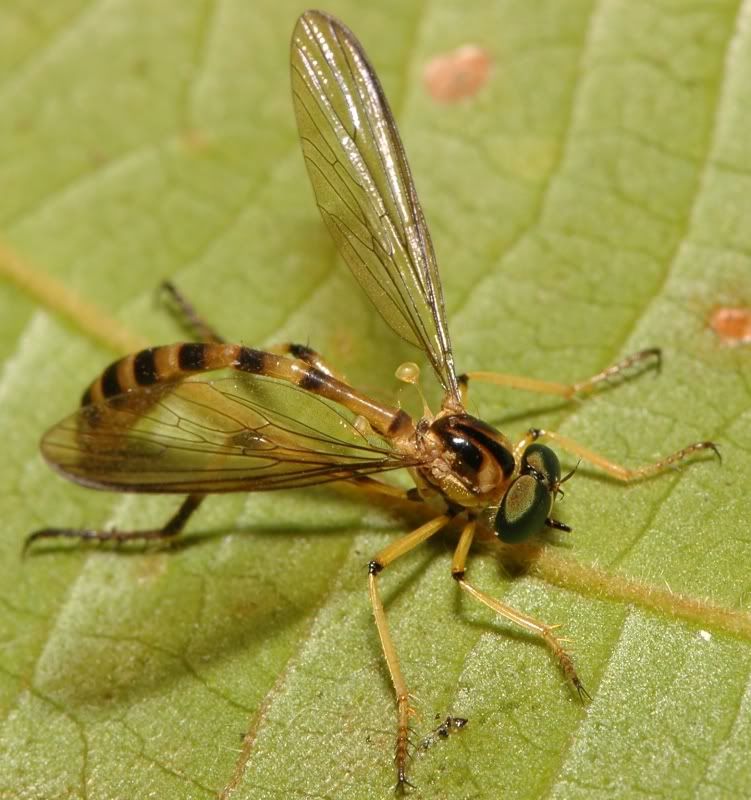 i82.photobucket.com/albums/j241/Insect_sg/LF/asilidae/RR-MR17051195robberfly.jpg