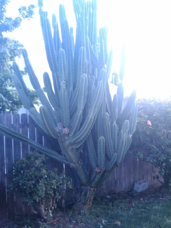 cactus1.jpg