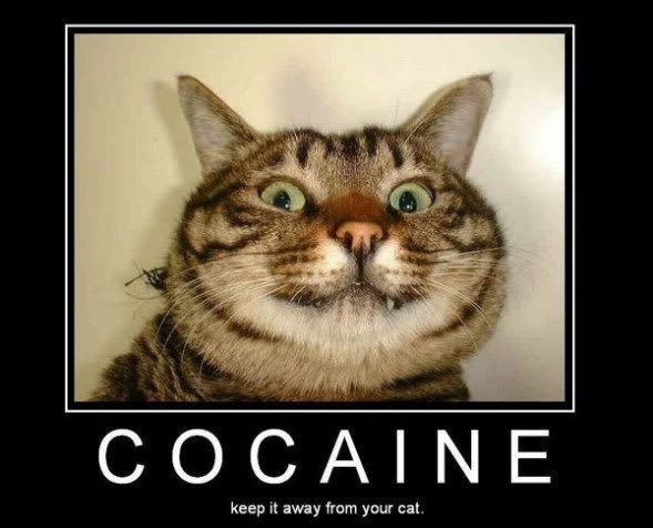 cat_cocaine.jpg