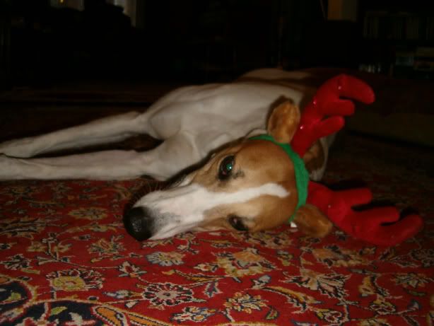 Tiredchristmaspuppy.jpg