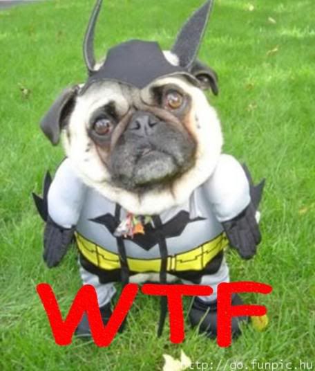 [http://i82.photobucket.com/albums/j248/SpongeKibble5/batdogwtf.jpg]