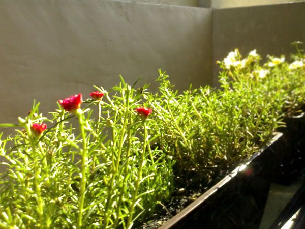 dianthus-3