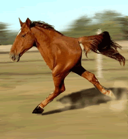 image001.gif