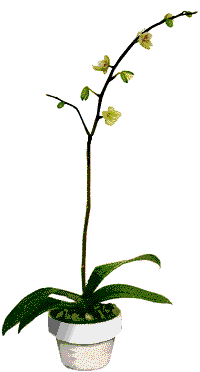 [Image: whiteflower6uc6.gif]