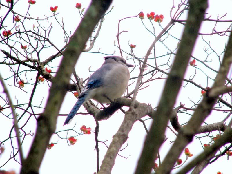 IMAGE: http://i82.photobucket.com/albums/j249/timjc/BlueJay4.jpg