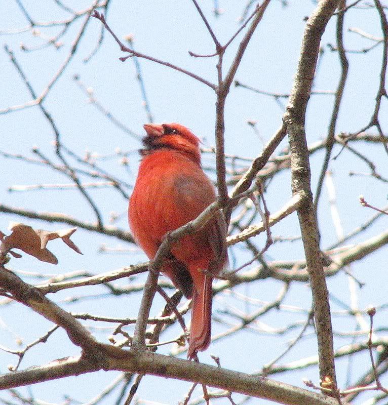 IMAGE: http://i82.photobucket.com/albums/j249/timjc/Cardinalprofile.jpg