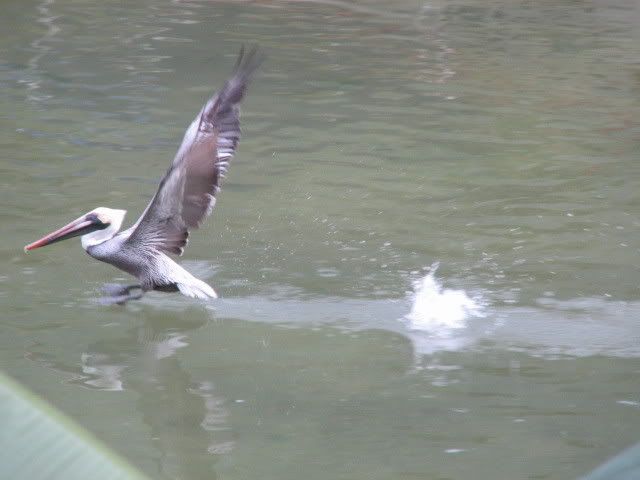 IMAGE: http://i82.photobucket.com/albums/j249/timjc/IMG_0388.jpg