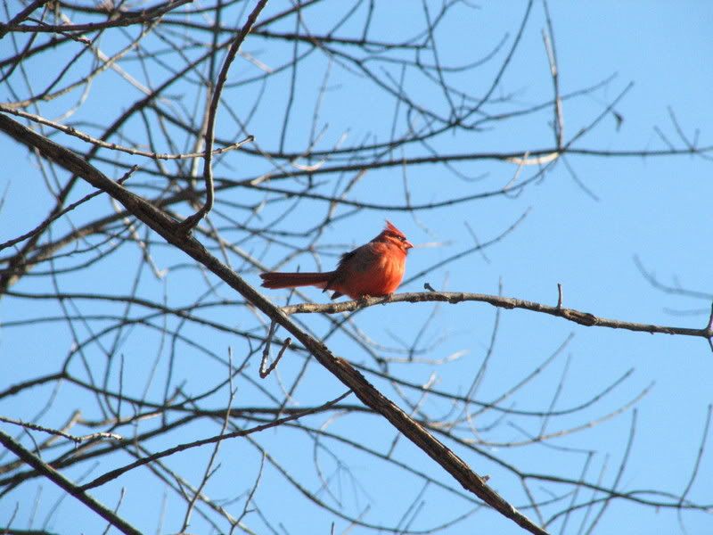 IMAGE: http://i82.photobucket.com/albums/j249/timjc/IMG_0568.jpg