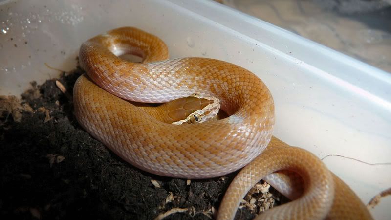 Pictures Of Snakes To Colour In. often brown in colour with