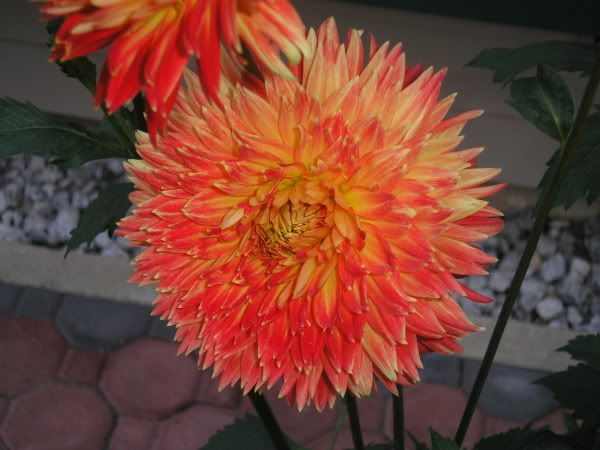 6-29-06Dahlia.jpg