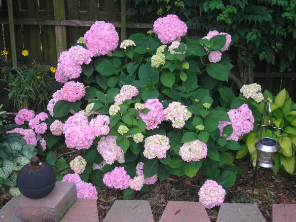 6-29-06DooleyHydrangea.jpg