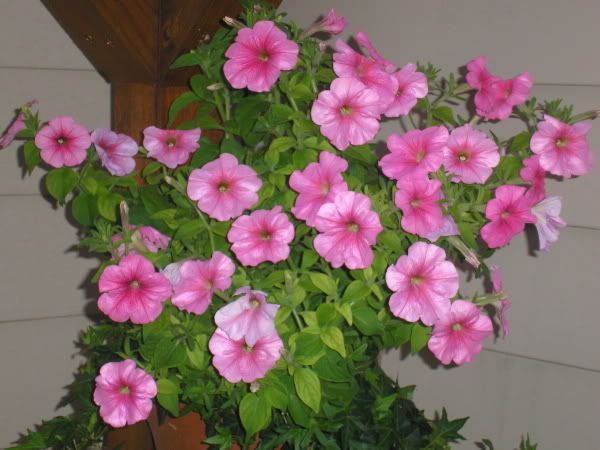 6-29-06PinkPetunias.jpg