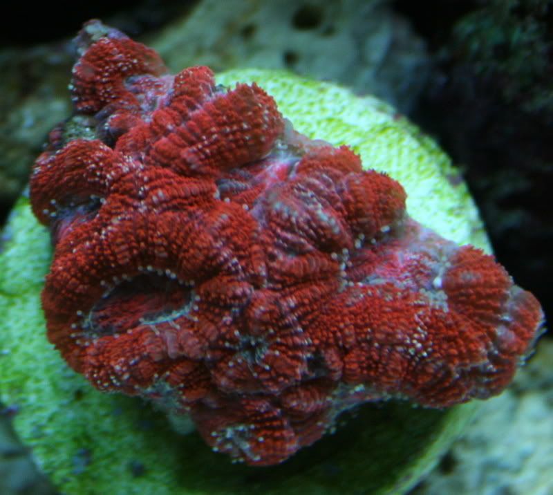 AussieAcan2-19-082.jpg