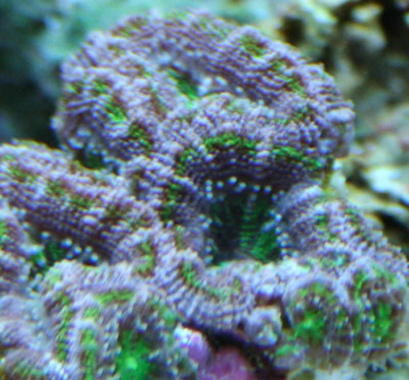 AussieAcan2-19-083.jpg