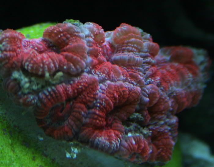 AustralianAcan2-6-081.jpg