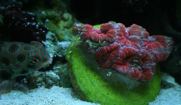 AustralianAcan2-6-083.jpg