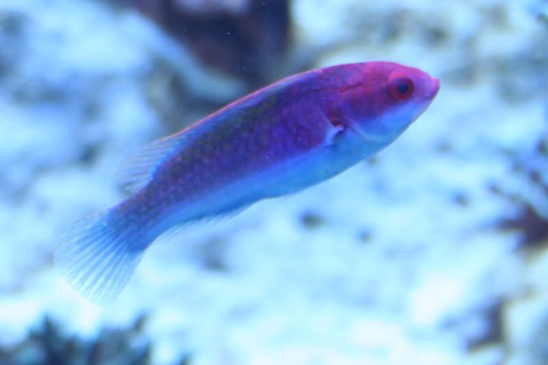 FairyWrasse9-9-081.jpg