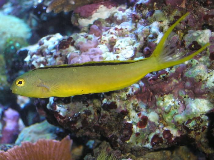 FangBlenny11-15-07.jpg