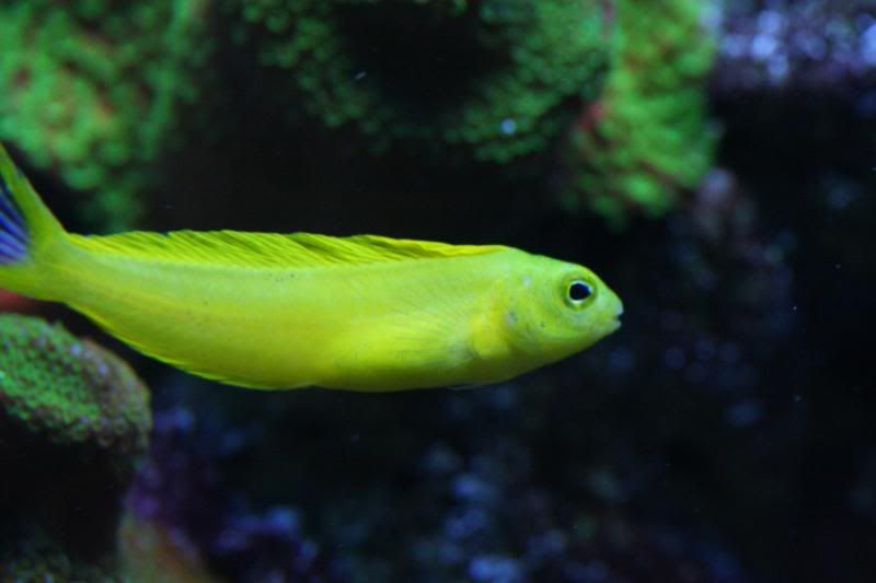 CanaryFangBlenny.jpg