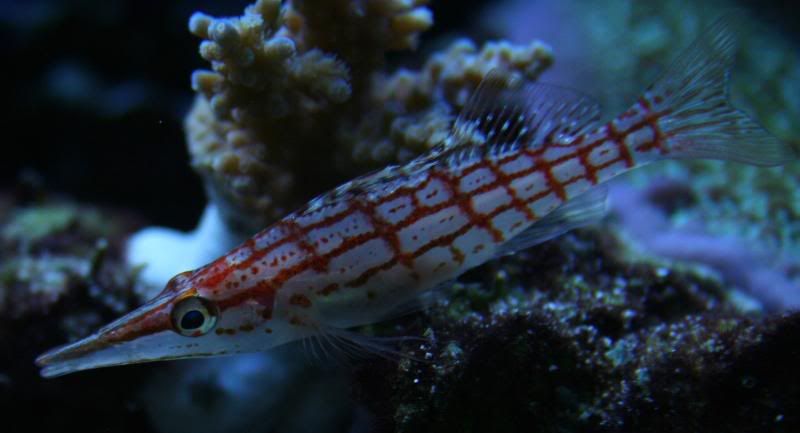 LongnosedHawkfish.jpg