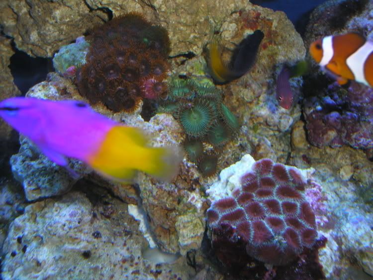 Fishes5-12-07.jpg