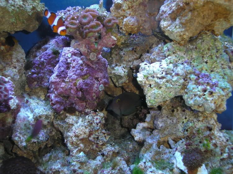 Fishies5-12-07.jpg