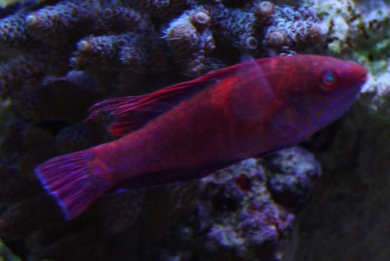 FlasherWrasse.jpg