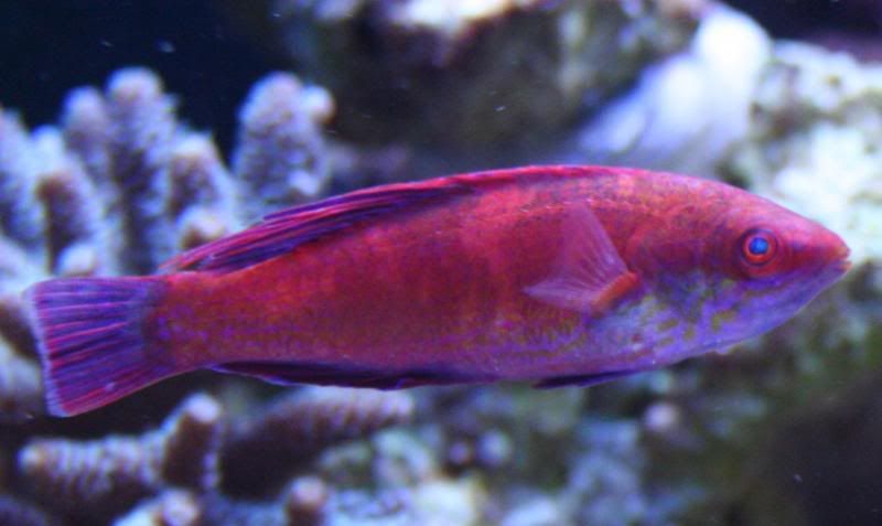 FlasherWrasse1.jpg