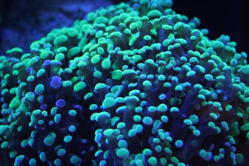 Frogspawn-1.jpg