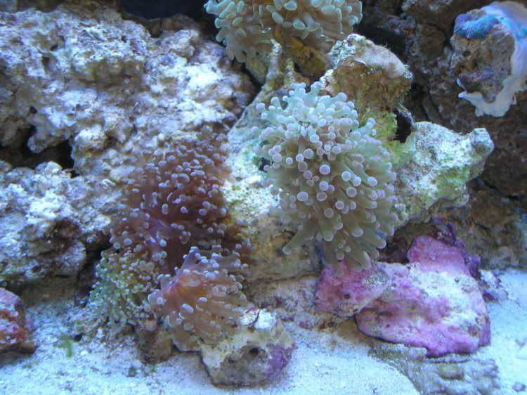 FrogspawnsHammer5-12-07.jpg
