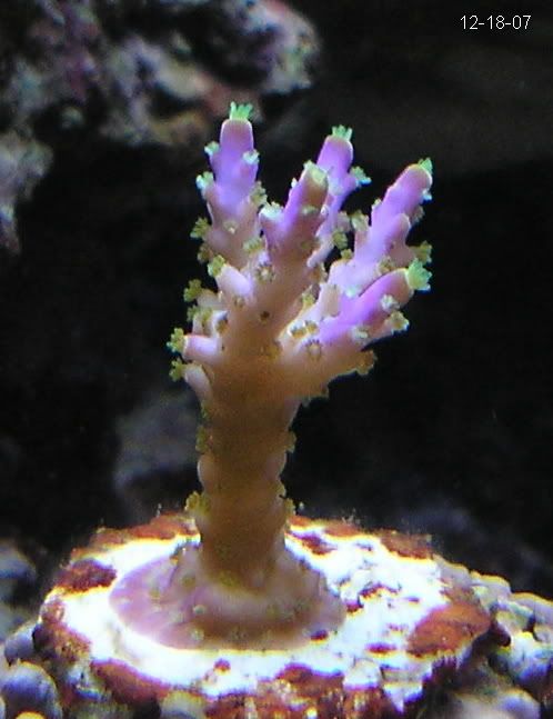 GarfBonsai12-18-073.jpg