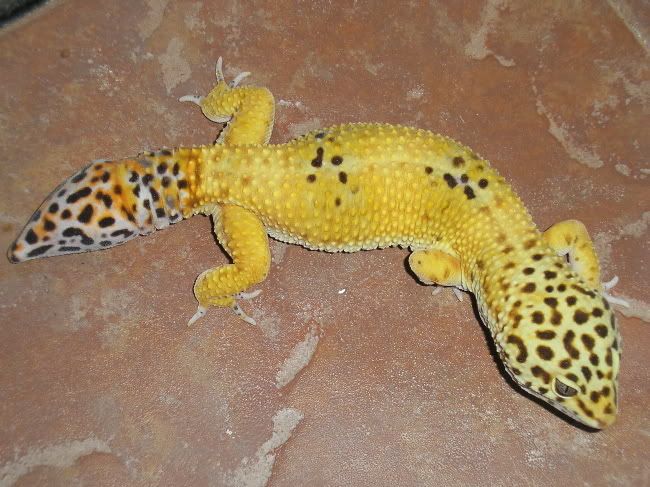 Gecko10-5-071.jpg