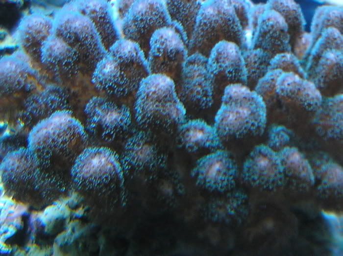 GreenPocillopora8-12-07.1.jpg