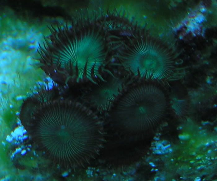 GreenPolyps4-25-07.jpg