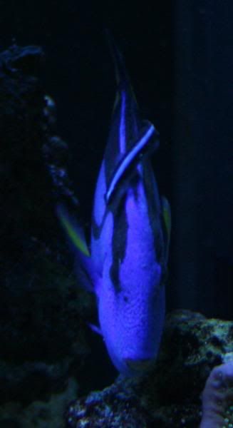 HippoGoby1.jpg