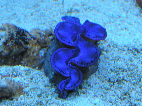 Maxima11-7-073.jpg