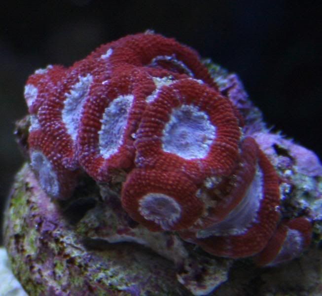 MicrosfromMrCoral.jpg