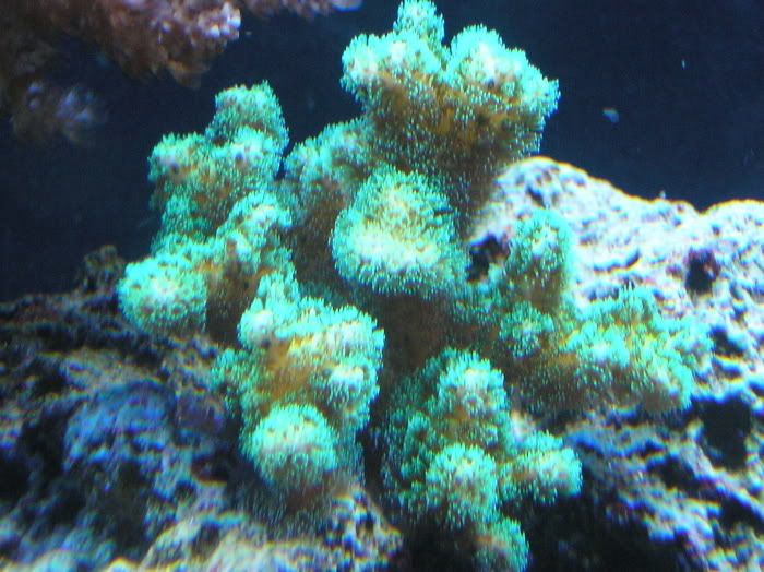 NeonGreenPocillopora7-12-07.1.jpg