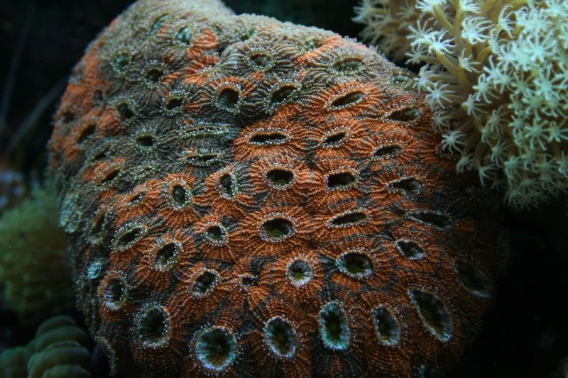 OrangeCrushAcan2-19-081.jpg