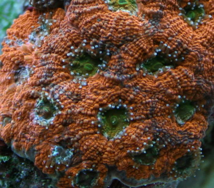 OrangeCrushAcan2-8-083.jpg